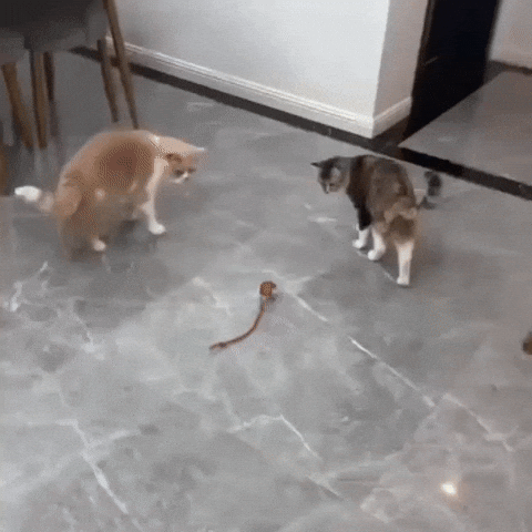 Juguete Interactivo CatMotion®